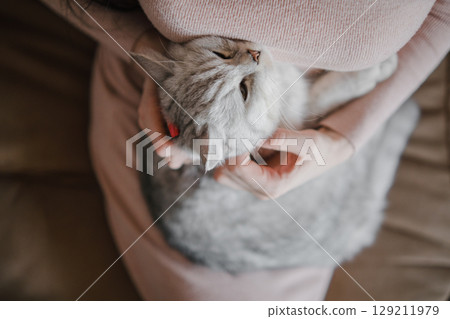 Close up of a Scottish Straight cat in the arms of a girl with a beautiful manicure Close up of a Scottish Straight cat in the arms of a girl with a beautiful manicure 129211979