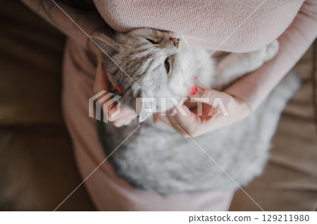 Close up of a Scottish Straight cat in the arms of a girl with a beautiful manicure 129211980