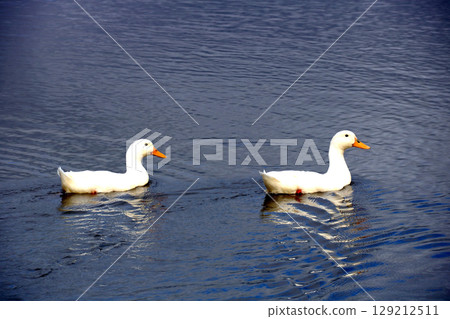 A Pair of Pure White Ducks Swimming in a Rural Farmland Pond A Pair of Pure White Ducks Swimming in a Rural Farmland Pond 129212511