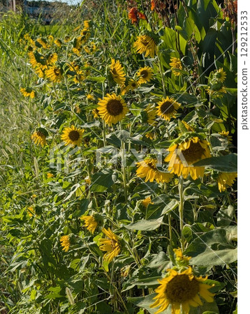 Sunflowers blooming in a summer park Sunflowers blooming in a summer park 129212533