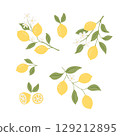 Illustrations of lemons. Hand painted ripe lemon branches with green leaves 129212895