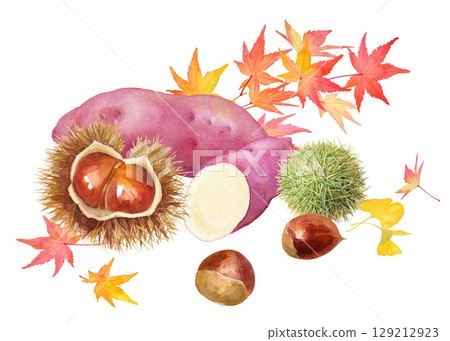 秋收水彩畫。地瓜、栗子和秋葉的集合。插圖。 129212923