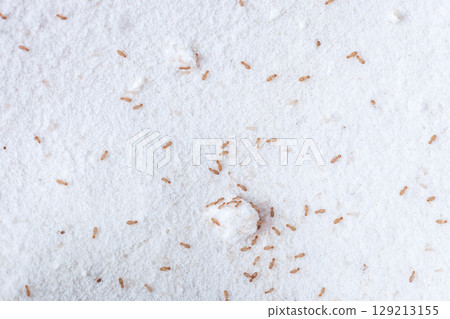 Booklice or barklice feeding in flour. Small brown Trogium pulsatorium, common booklouse on domestic kitchen top view Booklice or barklice feeding in flour. Small brown Trogium pulsatorium, common booklouse on domestic kitchen top view 129213155