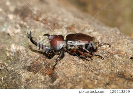 Beetle climbing a tree 129213209