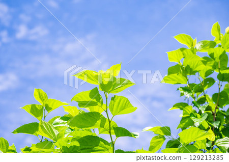Summer blue sky and mulberry leaves Summer blue sky and mulberry leaves 129213285