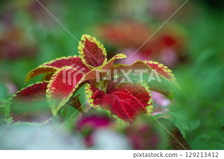 紅色科里烏斯 紅色科里烏斯 129213412
