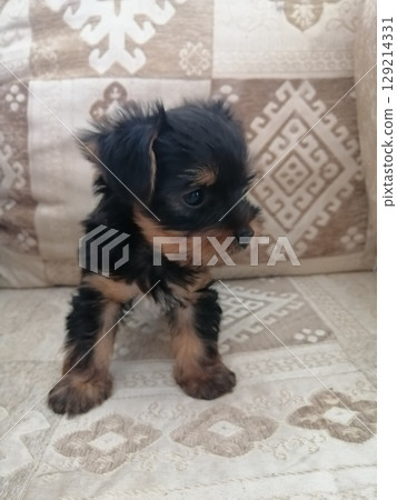 Portrait of an Adorable Yorkshire Terrier Puppy. 129214331