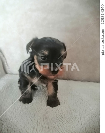 Portrait of an Adorable Yorkshire Terrier Puppy. Portrait of an Adorable Yorkshire Terrier Puppy. 129214340