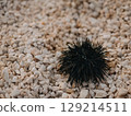 A sea urchin on rocky beach in summer. Black spines protect it from predators 129214511
