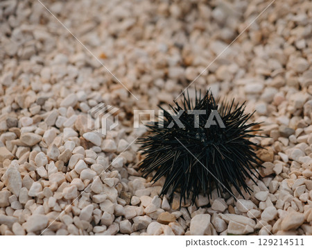 A sea urchin on rocky beach in summer. Black spines protect it from predators 129214511