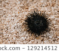 A sea urchin on rocky beach in summer. Black spines protect it from predators 129214512