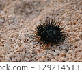 A sea urchin on rocky beach in summer. Black spines protect it from predators 129214513