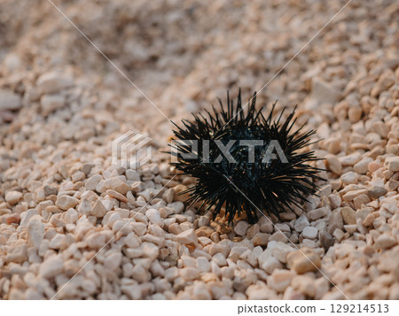 A sea urchin on rocky beach in summer. Black spines protect it from predators A sea urchin on rocky beach in summer. Black spines protect it from predators 129214513