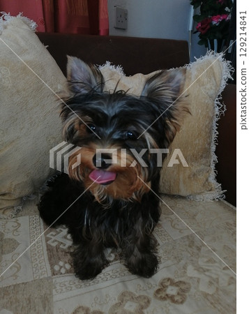 Portrait of an Adorable Yorkshire Terrier Puppy. Portrait of an Adorable Yorkshire Terrier Puppy. 129214841