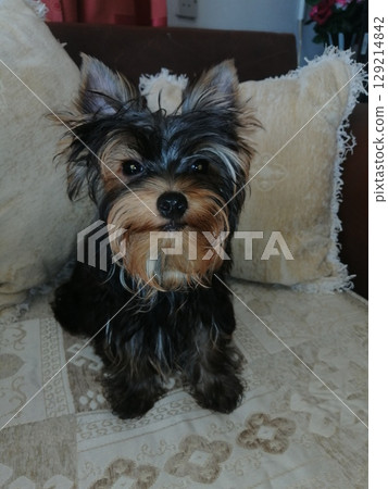 Portrait of an Adorable Yorkshire Terrier Puppy. Portrait of an Adorable Yorkshire Terrier Puppy. 129214842