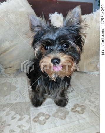 Portrait of an Adorable Yorkshire Terrier Puppy. Portrait of an Adorable Yorkshire Terrier Puppy. 129214844