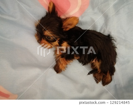 Portrait of an Adorable Yorkshire Terrier Puppy. 129214845