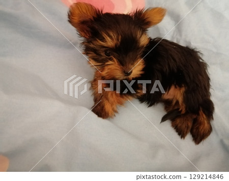 Portrait of an Adorable Yorkshire Terrier Puppy. Portrait of an Adorable Yorkshire Terrier Puppy. 129214846