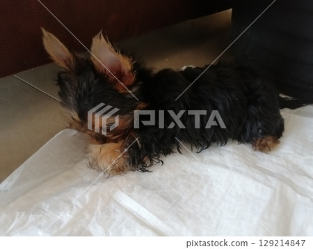 Portrait of an Adorable Yorkshire Terrier Puppy. 129214847