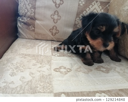 Portrait of an Adorable Yorkshire Terrier Puppy. Portrait of an Adorable Yorkshire Terrier Puppy. 129214848