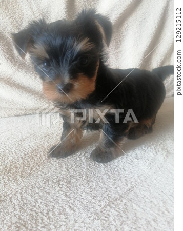 Portrait of an Adorable Yorkshire Terrier Puppy. 129215112
