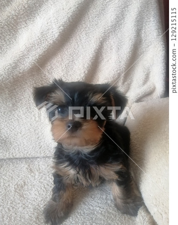 Portrait of an Adorable Yorkshire Terrier Puppy. 129215115