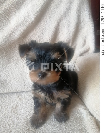 Portrait of an Adorable Yorkshire Terrier Puppy. Portrait of an Adorable Yorkshire Terrier Puppy. 129215116