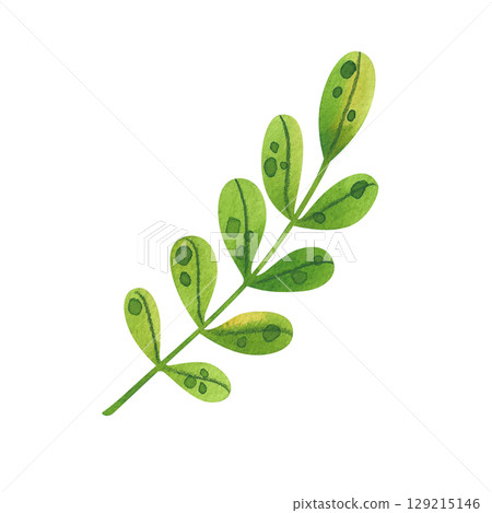 Single green plant stem with fresh leaves, hand drawn. Watercolor illustration of a plant, perfect for eco-design, packaging or educational materials. Single green plant stem with fresh leaves, hand drawn. Watercolor illustration of a plant, perfect for eco-design, packaging or educational materials. 129215146