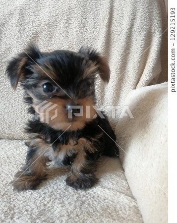 Portrait of an Adorable Yorkshire Terrier Puppy. Portrait of an Adorable Yorkshire Terrier Puppy. 129215193