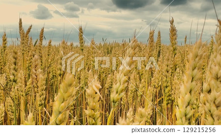 Wheat Field Panorama, Cloudy Weather Over Wheat, Abundant Wheat Harvest, Yellow Spikes, Scenic Farmland, Ready For Harvest, Grain Crop Agriculture, Summer Sky And Wheat, Eco Farming, Mature Ears, 129215256