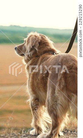 male dog handler walks with dog sunset, pet domestic pet sunset, dog leading the way, nature walk with pet, peaceful, people, scenic, cute, companion, light, casual, enthusiast, walking dog at dusk male dog handler walks with dog sunset, pet domestic pet sunset, dog leading the way, nature walk with pet, peaceful, people, scenic, cute, companion, light, casual, enthusiast, walking dog at dusk 129215290
