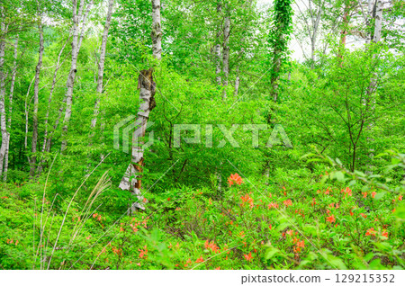 [White birch forest] Fresh greenery and Renge azalea [Yachiho Plateau] 129215352
