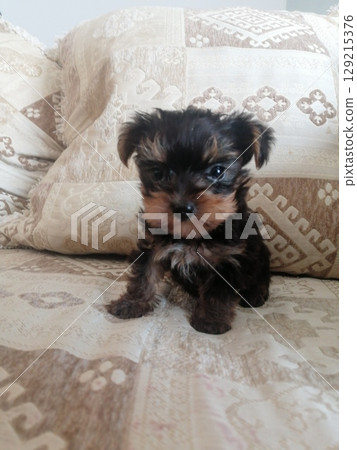 Portrait of an Adorable Yorkshire Terrier Puppy. 129215376