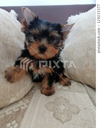 Portrait of an Adorable Yorkshire Terrier Puppy. 129215377