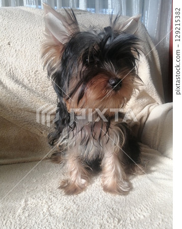 Portrait of an Adorable Yorkshire Terrier Puppy. Portrait of an Adorable Yorkshire Terrier Puppy. 129215382
