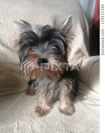 Portrait of an Adorable Yorkshire Terrier Puppy. 129215384