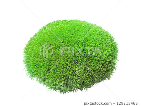 Green tuft leucobryum moss isolated on white background. Leucobryum glaucum mosses cutout for design Green tuft leucobryum moss isolated on white background. Leucobryum glaucum mosses cutout for design 129215468