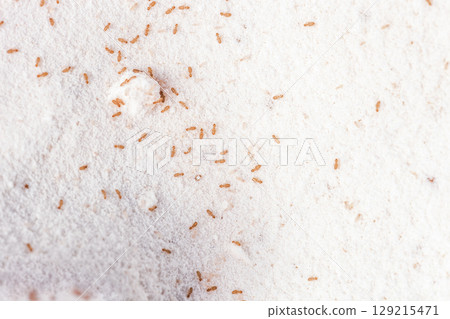 Booklice or barklice in white flour. Brown Trogium pulsatorium, common booklouse, selective focus 129215471