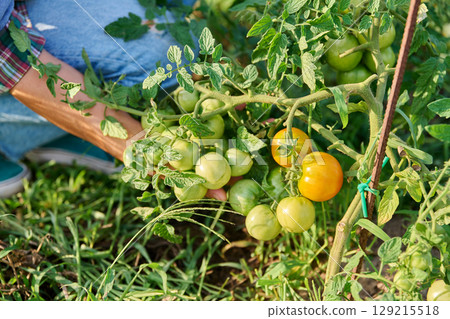 Female hands showing tomato plant with unripe green yellow tomatoes Female hands showing tomato plant with unripe green yellow tomatoes 129215518