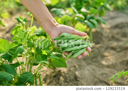 Harvest of asparagus beans in hands of female, bed with plants in background Harvest of asparagus beans in hands of female, bed with plants in background 129215519