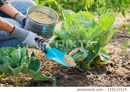 Close up of granulated fertilizers in hands, fertilizing young cabbage plants Close up of granulated fertilizers in hands, fertilizing young cabbage plants 129215525