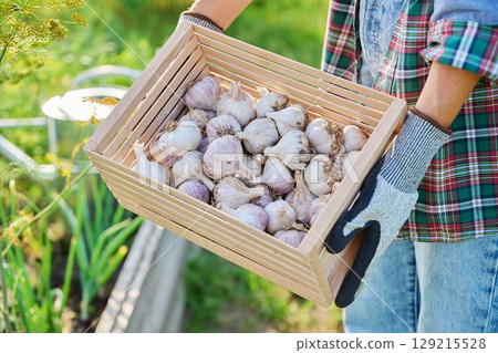 Close up of garlic harvest in wooden box in hands of gardener farmer Close up of garlic harvest in wooden box in hands of gardener farmer 129215528