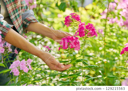 Summer sunny flowerbed with flowering bushes of pink paniculate phlox Summer sunny flowerbed with flowering bushes of pink paniculate phlox 129215563