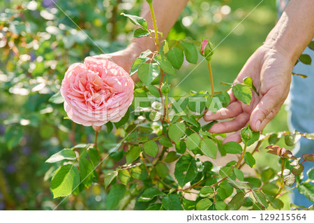 Close up of blooming rose bush, female showing flower to camera Close up of blooming rose bush, female showing flower to camera 129215564