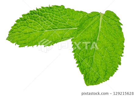 Pair of vibrant green mint leaves isolated on white background 129215628