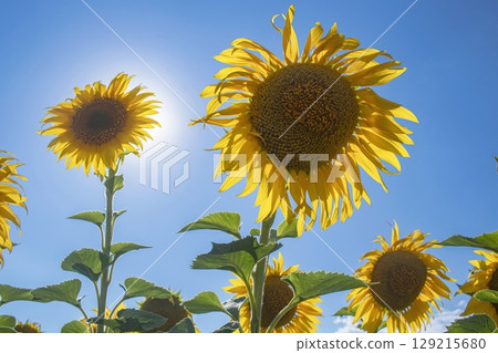 Sunflowers bloom in a field against a blue sky with clouds. Agriculture, farm. Sunflower growing season. Oil crops. Beautiful landscape. 129215680