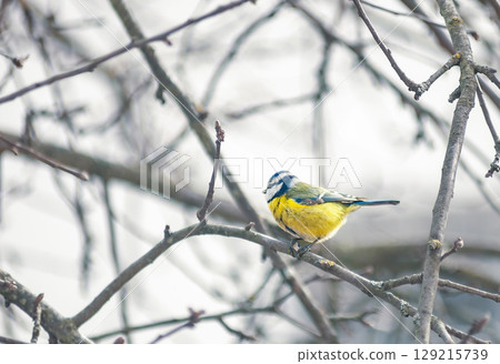 Little Eurasian blue tit sits on bare tree in winter garden, selective focus 129215739