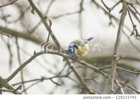 Little Eurasian blue tit sits and eating on bare tree in winter yard, selective focus 129215741