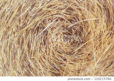 Straw bale texture background. Close-up of a hay bale. Stacks of hay stacked in a field. 129215760
