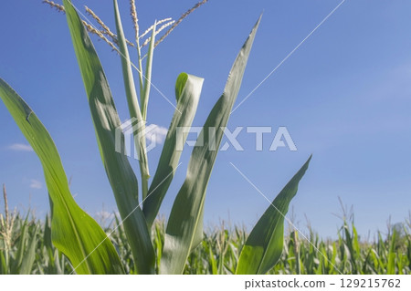 Corn field, close up of green corn plants growing in the field. Agriculture, harvest. Corn field, close up of green corn plants growing in the field. Agriculture, harvest. 129215762